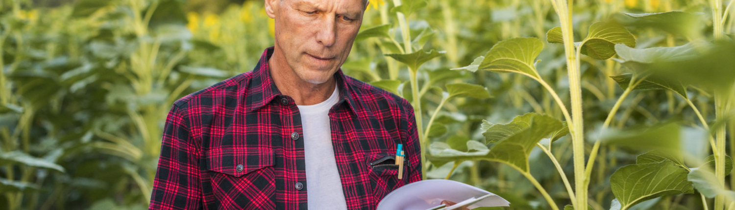 man reading in sunflower field | Counterweight Blue